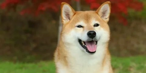 Bộ sưu tập ảnh shiba meme đáng yêu và hài hước