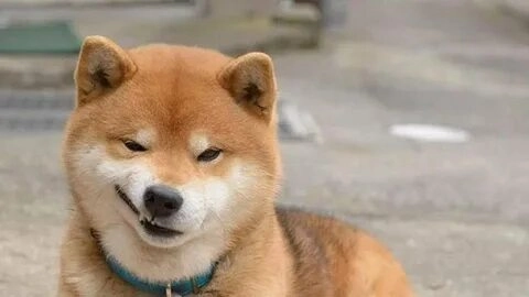 Vui nhộn với chó shiba cười meme đầy cảm xúc