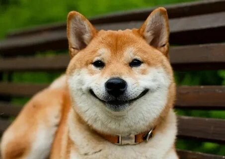 Làm mới thiết bị của bạn với hình nền chó shiba meme