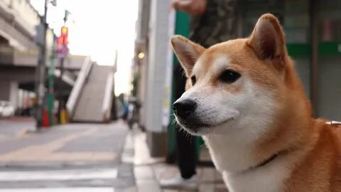 Tải về ngay hình chó shiba meme hài hước