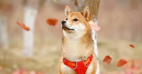 Xem ngay shiba bonk meme khiến bạn cười không ngớt