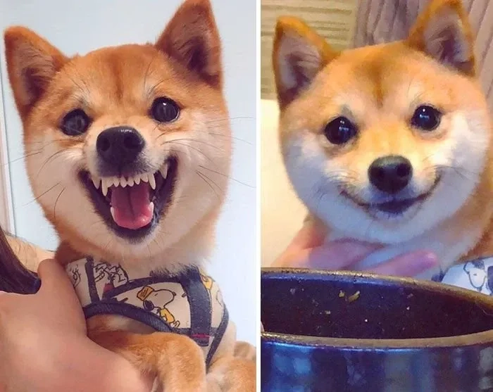 Ảnh meme chó shiba siêu dễ thương, cực hợp làm avatar