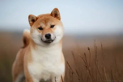 Độc đáo và hài hước với shiba inu meme coin