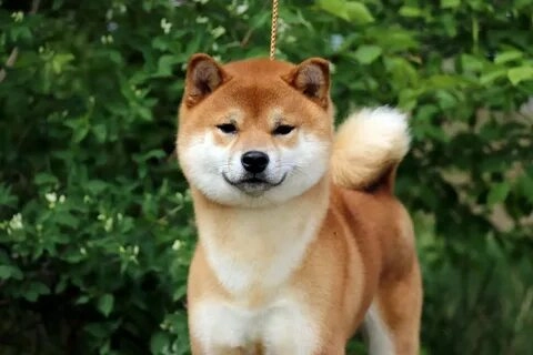 Cười thả ga với chó shiba meme mặt cực dễ thương