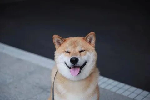 Nụ cười đáng yêu qua shiba smile meme