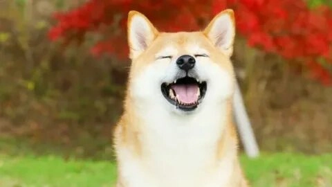 Thư giãn với meme dog shiba vui nhộn