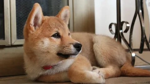 Thú vị và độc đáo với shiba inu dog meme