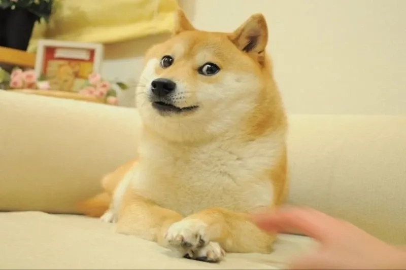 Ảnh chó shiba meme ngộ nghĩnh, thêm ngay vào bộ sưu tập