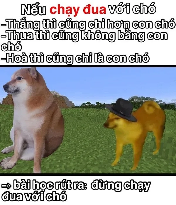 Shiba bonk meme hài hước, mang lại tiếng cười mỗi ngày