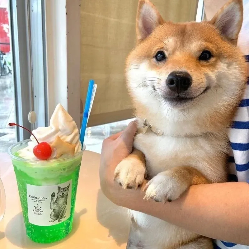 Shiba inu dog meme siêu dễ thương, chia sẻ ngay để gây ấn tượng