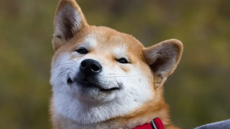 Dog meme shiba lầy lội, tạo điểm nhấn cho bài đăng