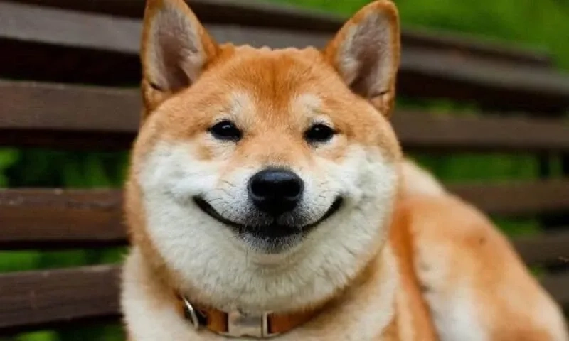 Cheems shiba meme độc đáo, mang lại tiếng cười mỗi ngày