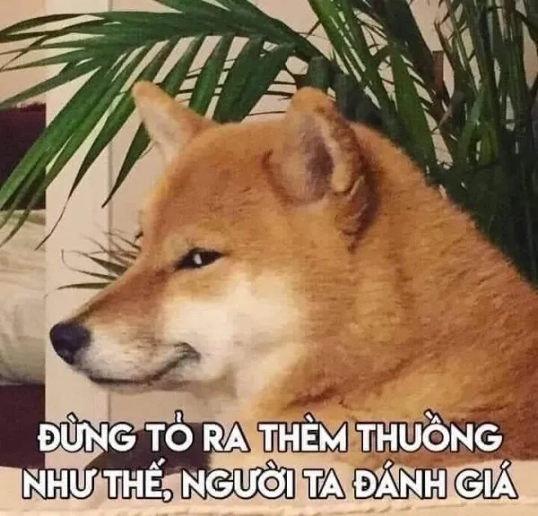 Meme cheems cơ bắp thần thái mạnh mẽ, gây ấn tượng ngay lập tức