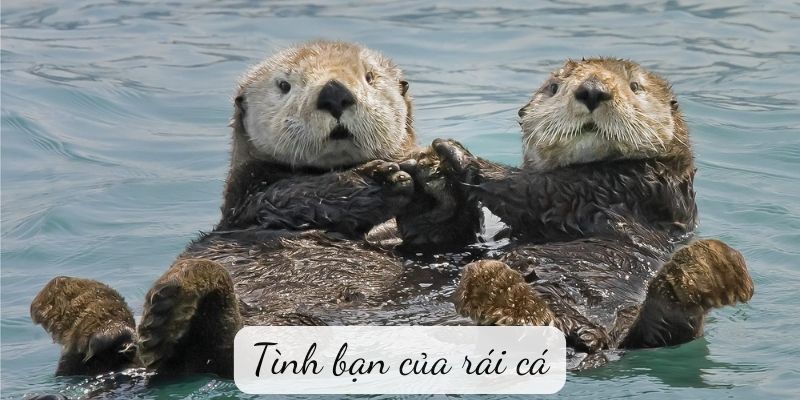 Tình bạn của rái cá