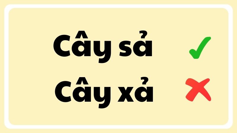 cây sả hay cây xả