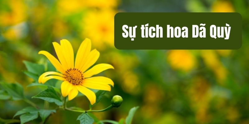 sự tích hoa dã quỳ