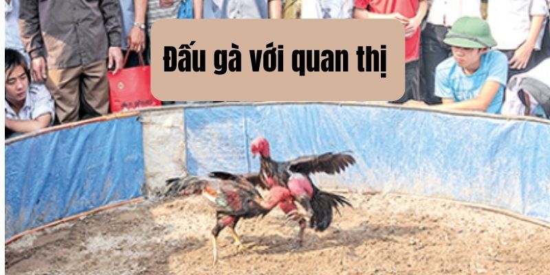 đấu gà với quan thị