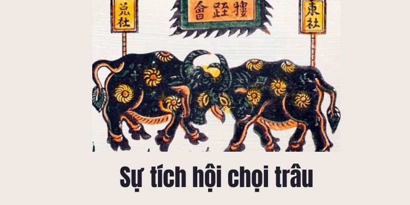 sự tích hội chọi trâu