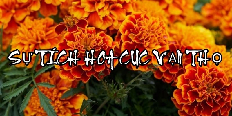 sự tích hoa Cúc vạn thọ